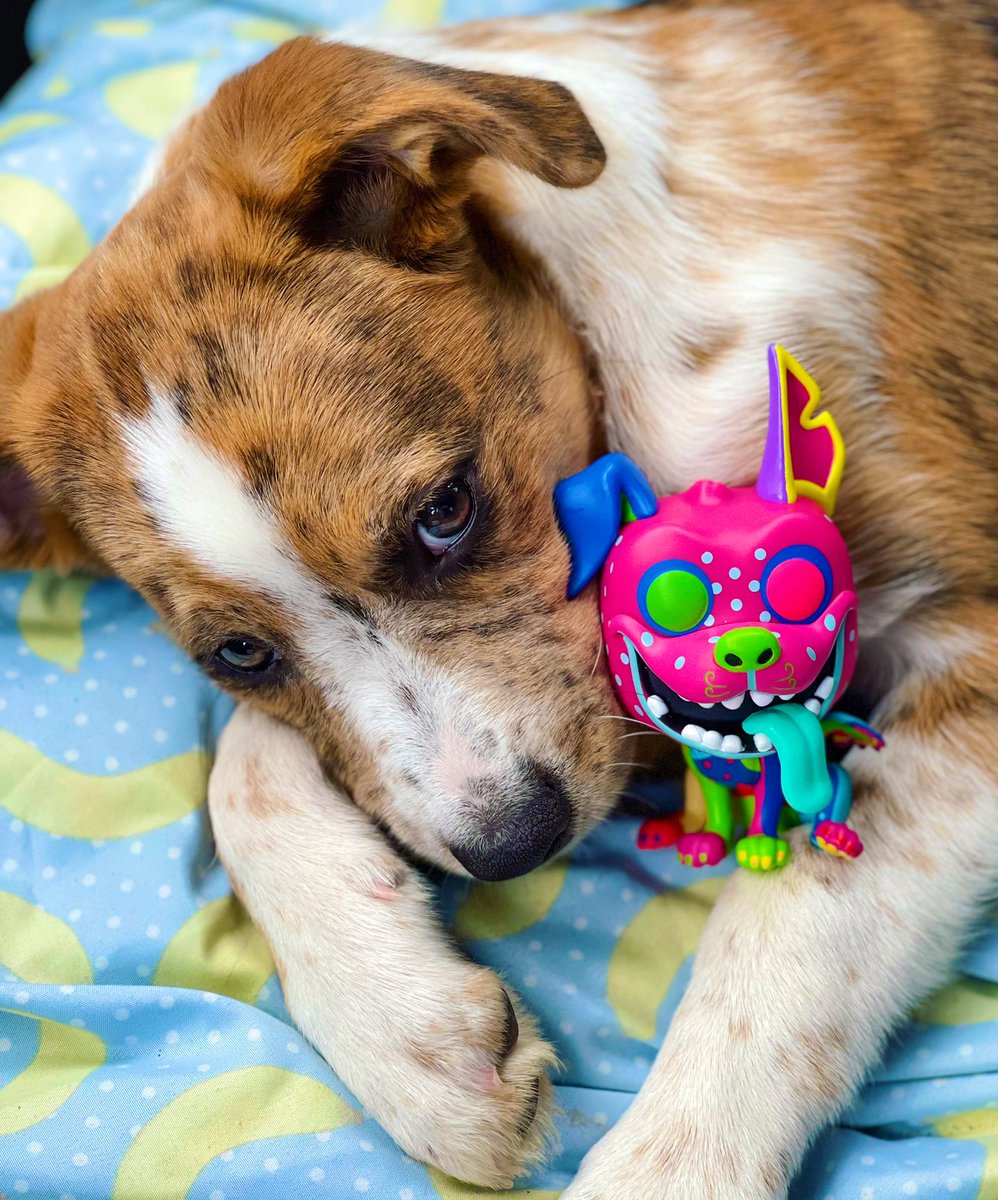 Day 2 October Twitter #FunkoPhotoADayChallenge - #pets 
Two painted puppies 🐾

<a href="/OriginalFunko/">Funko</a> #Aloy #Dante 
#funkophotography 
#funkofunatic 
#myfunkostory 
#TWIFPhotos