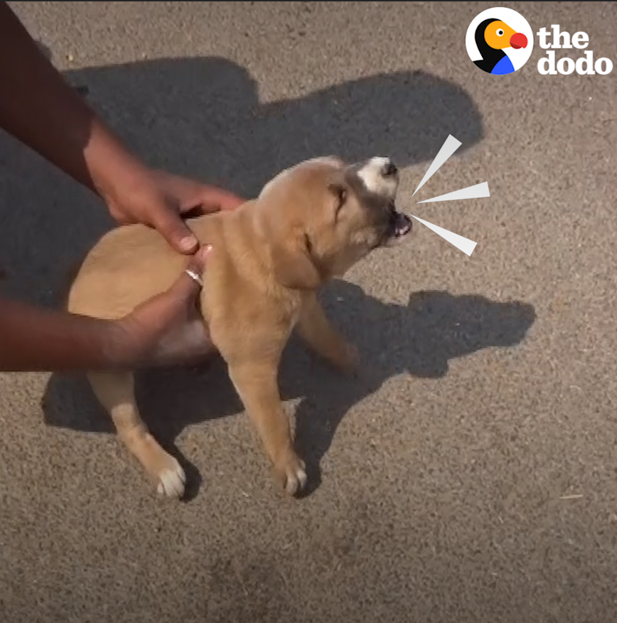 Park Corner Open For Commission On Twitter RT dodo When This Hurt Puppy Learns To 