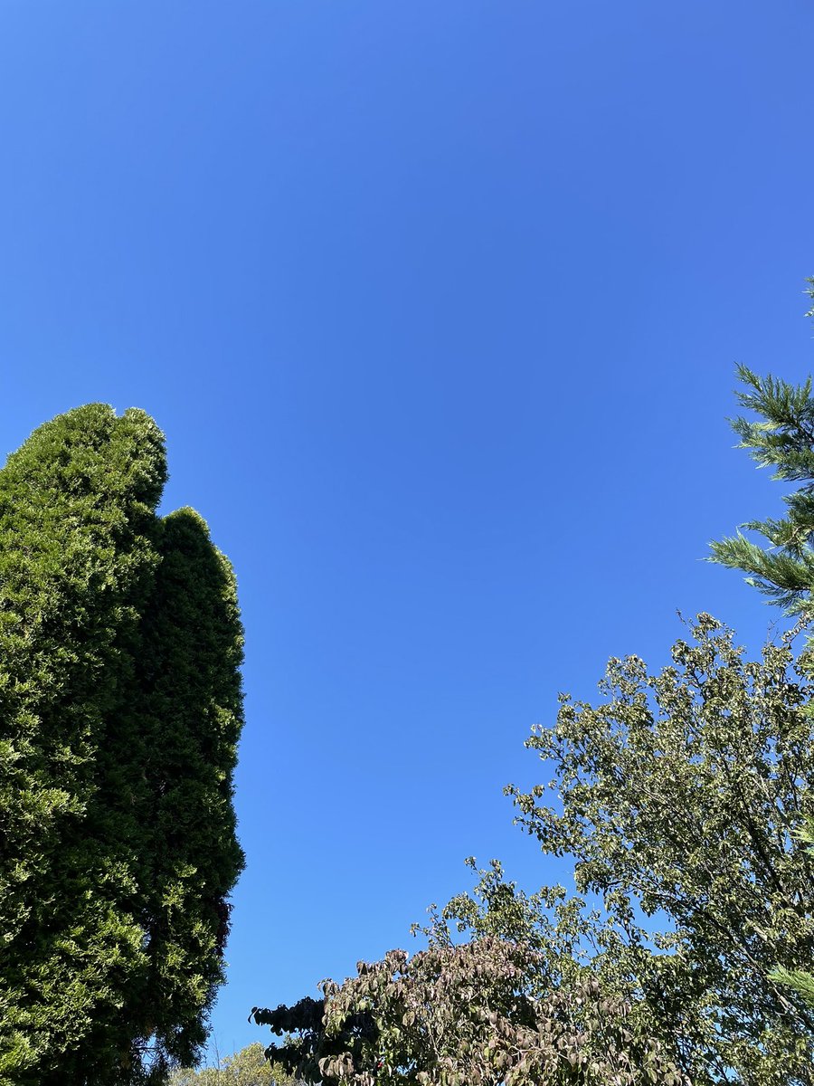 ibakeforaliving's tweet photo. A morning of Fall yard work under a beautiful cloudless sky! That sun feels…well, delicious! ☀️#fall #fallsunshine #bluesky #nothingbutblueskies https://t.co/UBG7wGVGNZ