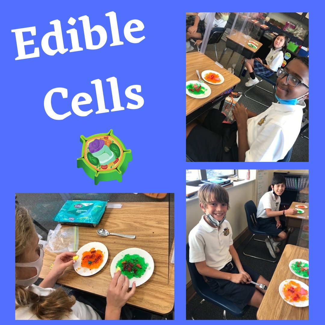 Fifth grade students created edible plant and animal cells showcasing their knowledge of various organelles and their functions.