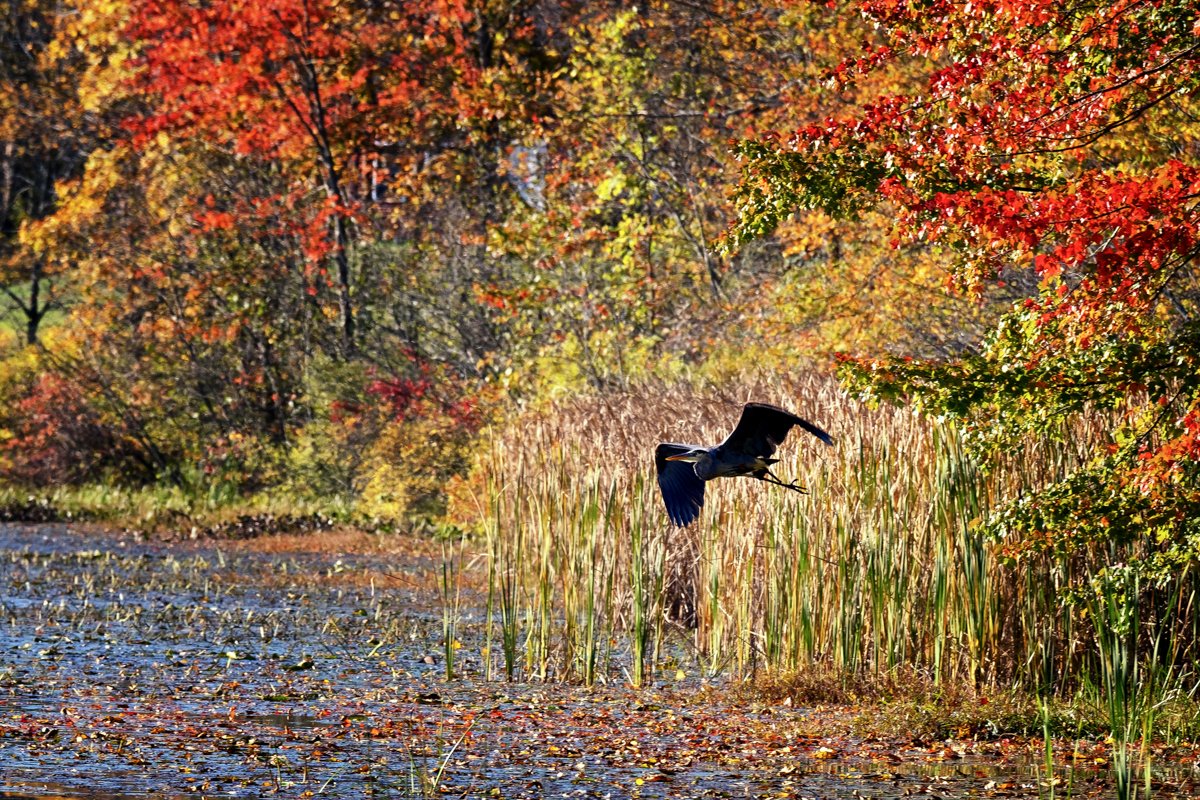 A Great Blue Heron takes flight on a crisp fall morning in the Quiet Corner. <a href="/QuietCornerCT/">QuietCornerCT</a> #connecticut #fall #birdphotography