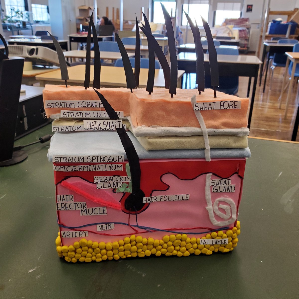 MissGlazeclass's tweet photo. The Integumentary system projects are rolling in! So nice to see our students creating again! Connections are being made! Way to go Healthcare class! 😊 #Healthcare #shsm #TPJ @tdsb @CentralTech https://t.co/dMf32dVs0p