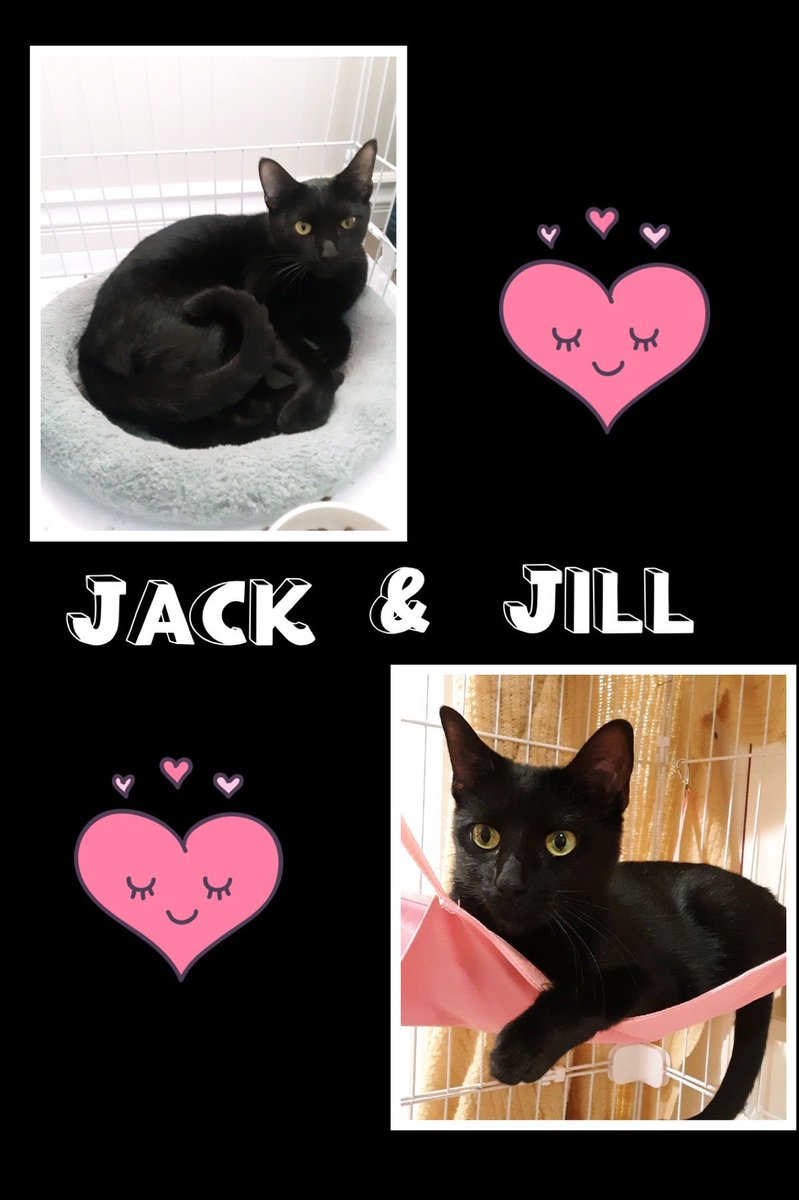 sdshelters's tweet photo. From a follower:
Two year old Bonded Pair Jack and Jill are heartbroken after their human passed away.  They are looking for a new place to call home.  They are both absolute Beautiful Chill Cats!  Please call (310) 968-3909 for more information. https://t.co/x0JBkwNELJ