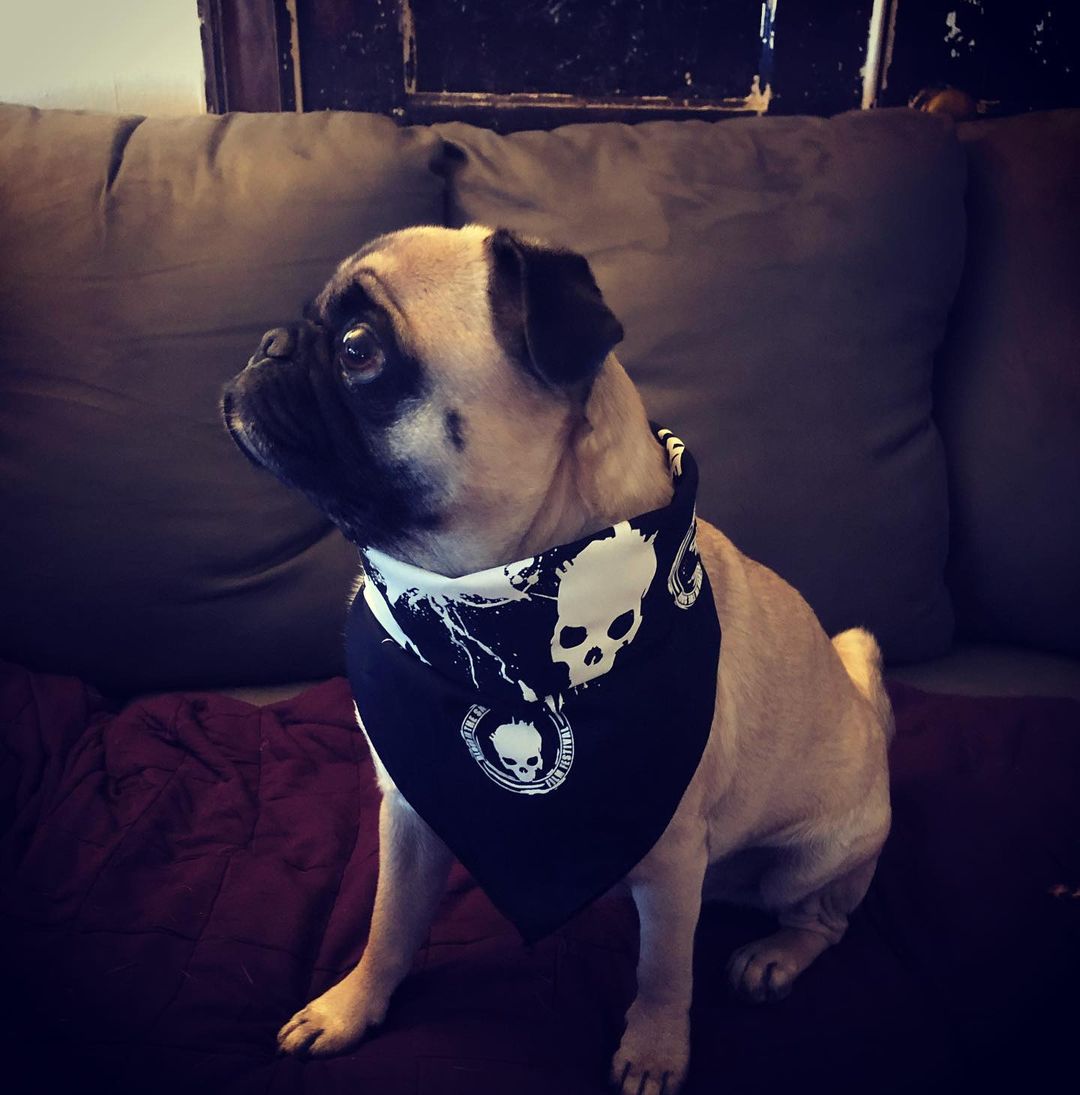 BITSFILMFEST's tweet photo. 🦇Boris showing off his BITS bandana! 👻
https://t.co/LahCr21S3U
#showusyourBITS #BITSmerch #BITS2021 #canadianhorror https://t.co/2Voni5PmyI