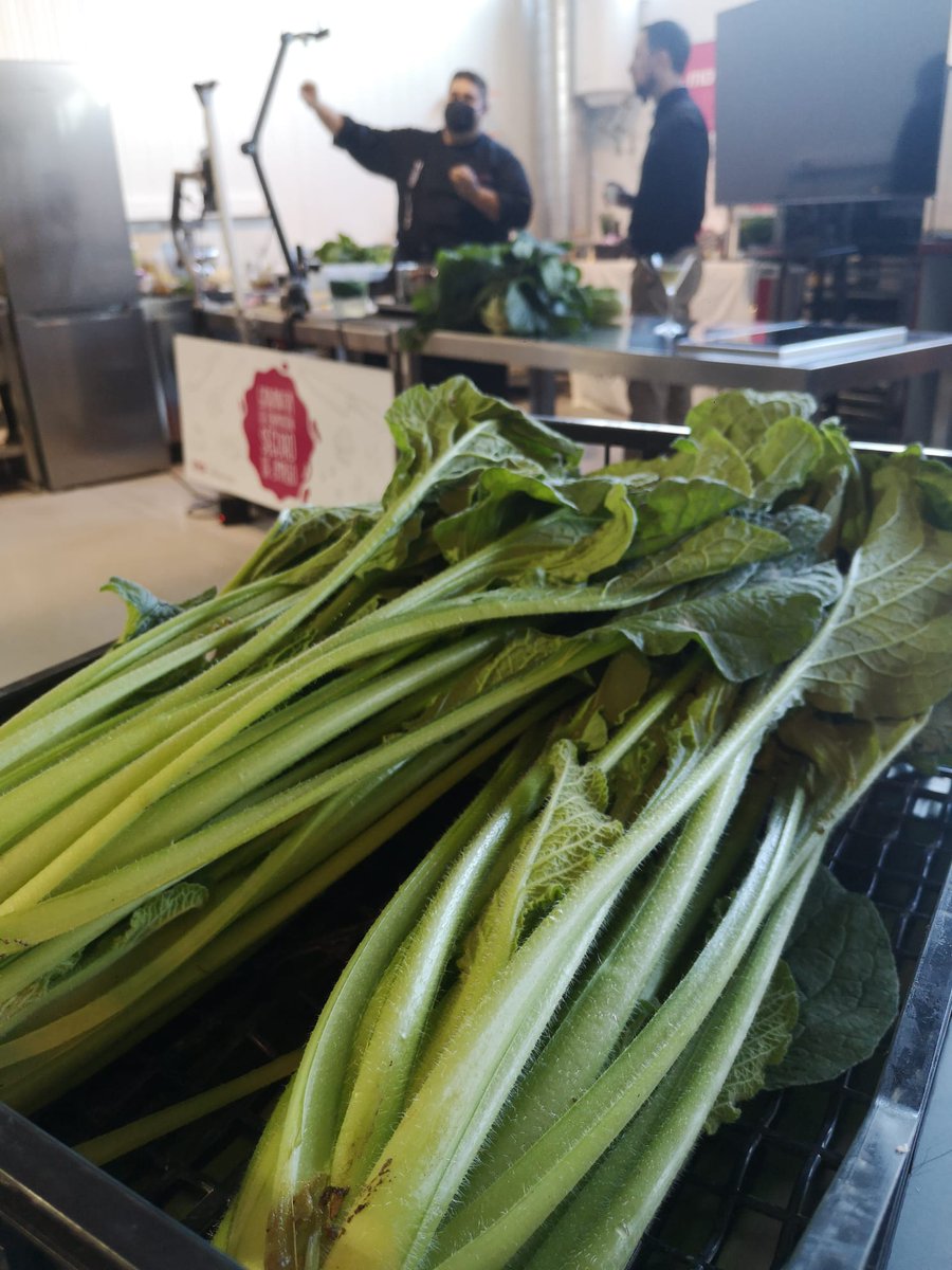 SlowFoodMadrid's tweet photo. DEL CAMPO A LA MESA CON SLOW FOOD en @MasterDGrupo y colaboración @SlowFoodMadrid  y @slowfoodZGZA Seminario y show cooking sobre la Borraja de Aragón y el Melón de Torres de Berrellén  recuperado y protegido en el @arkoftaste  de Slow Food. Alimento Bueno, Limpio y Justo. https://t.co/BUjaRjROaQ