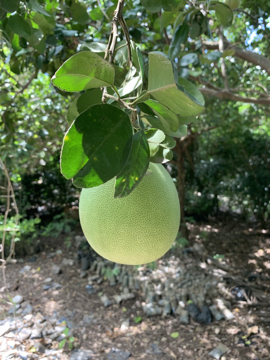 acceso_org's tweet photo. Beautiful shots from our visit to our partner organization #ACAPE 's facility in #LesCayes, who are doing phenomenal work providing #agricultural education, vocational training, and feeding communities in need across the south of #Haiti 🇭🇹 #SocEnt #SocialGood #HaitiStrong https://t.co/shqdc3Jnbg