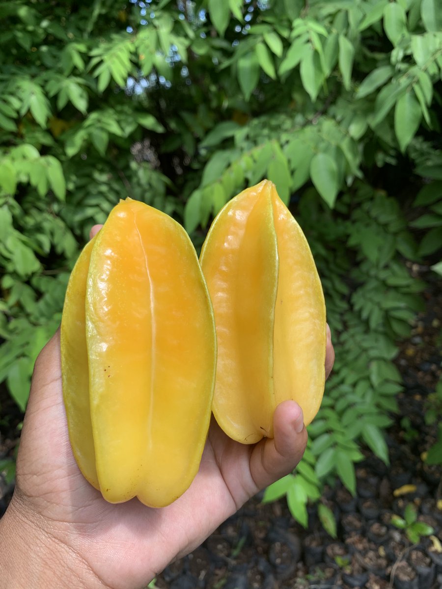 acceso_org's tweet photo. Beautiful shots from our visit to our partner organization #ACAPE 's facility in #LesCayes, who are doing phenomenal work providing #agricultural education, vocational training, and feeding communities in need across the south of #Haiti 🇭🇹 #SocEnt #SocialGood #HaitiStrong https://t.co/shqdc3Jnbg