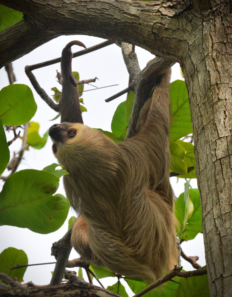 ThatLousyNick's tweet photo. Max had a strong heart. He could do anything.

But all he wanted was to do nothing.

Slowly, his arms lengthened. Fur sprouted all over. Green things grew on him.

He wasn't #bothered.

It just goes to show.

He who #hesitates is #sloth.

#moonmystic #vssdreams #vss365 #vssnature https://t.co/oMtFRqiwRI