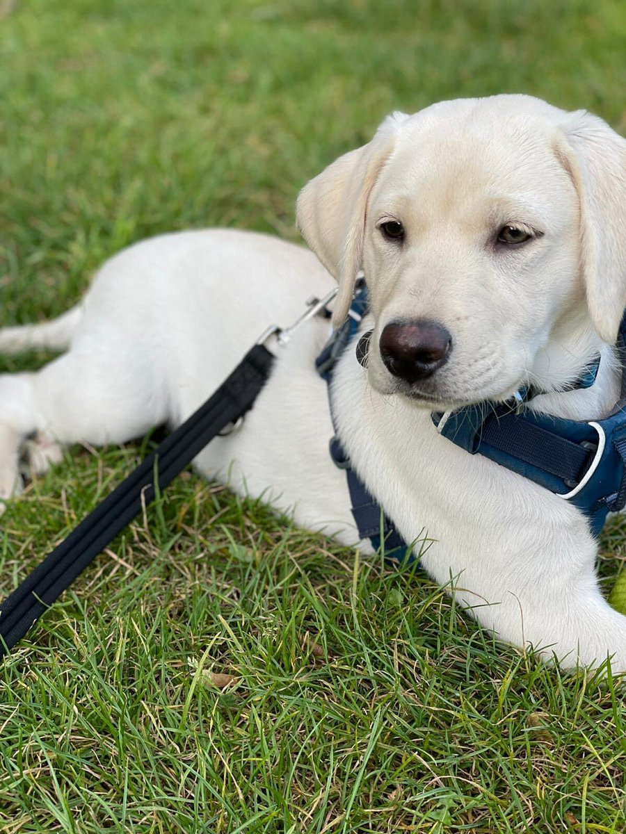 URGENT!!! MISSING DOG !! 

Last seen in Hackney Marshes at 1pm! It’s getting very dark and parents are very worried 😢 he’s fully chipped. Puppy Labrador wearing this harness! Ran off on his walk and is still missing! Please can you get in touch if you spot him!! 

07769183198
