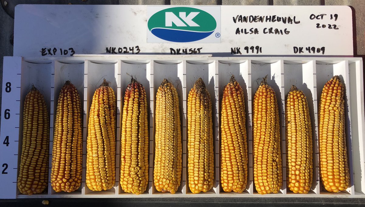 CorRasenberg's tweet photo. and harvest is back in full swing!🌽took off an awesome plot today in middlesex county with NK0243-5122 yielding in first place @ 270bu/ac. let’s keep these yields coming!! @shawnbrenneman https://t.co/2N6uWHPD24