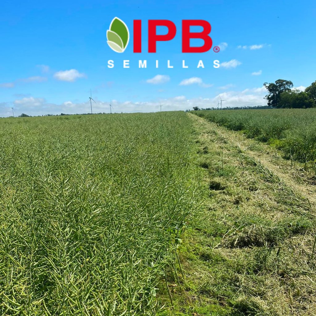 NufarmUy's tweet photo. Primera hibridación en Brassicas en la Historia Uruguaya! Semillero de Nuola 300 en Zona de Kiyu, San José, cerquita del Río para minimizar riesgo de heladas! 
Ya estamos preparando la zafra de Canola 2022!! https://t.co/Nw8It1hNUQ
