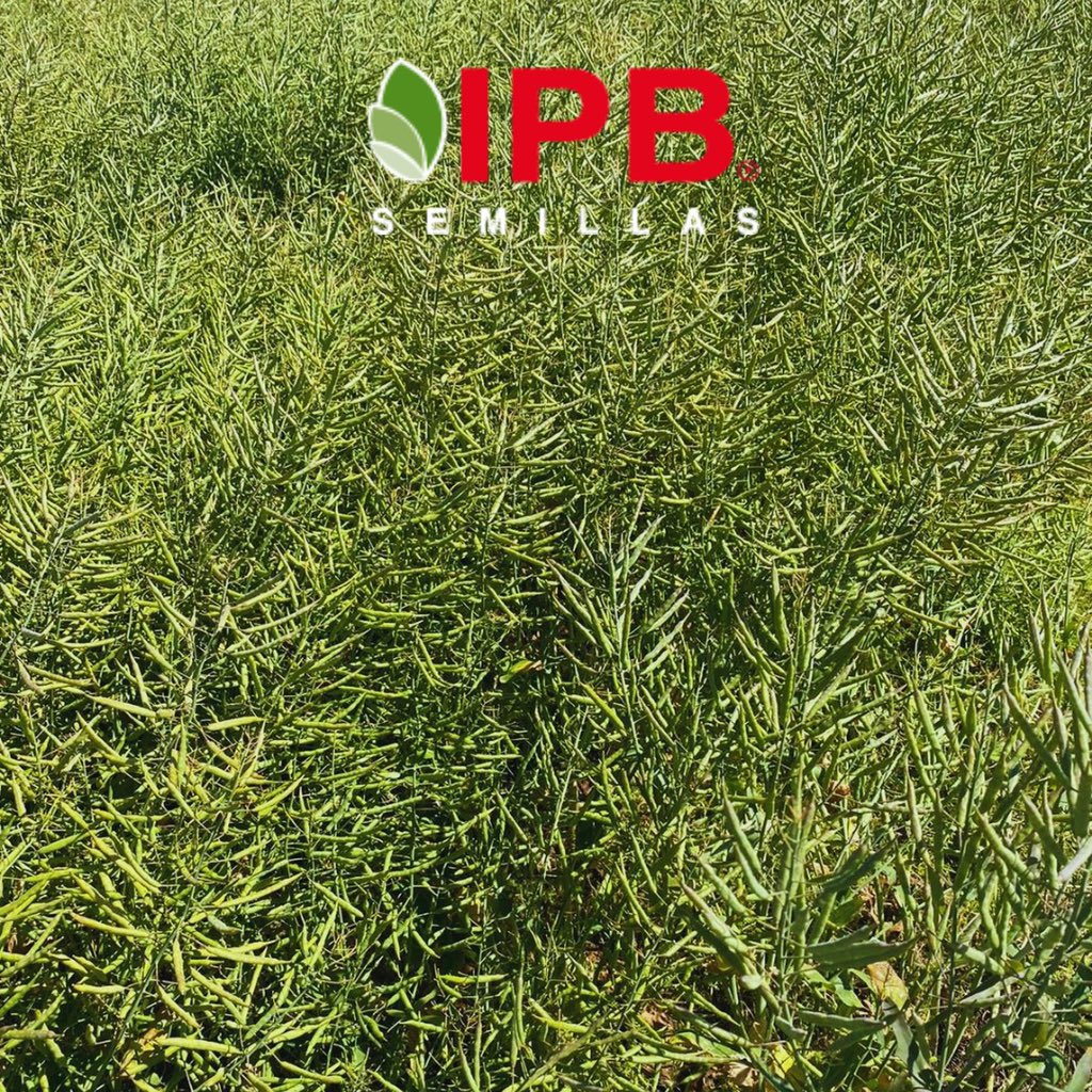 NufarmUy's tweet photo. Primera hibridación en Brassicas en la Historia Uruguaya! Semillero de Nuola 300 en Zona de Kiyu, San José, cerquita del Río para minimizar riesgo de heladas! 
Ya estamos preparando la zafra de Canola 2022!! https://t.co/Nw8It1hNUQ