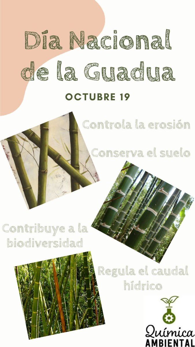 Sem_Quim_Amb's tweet photo. A la guadua se le rinde homenaje en nuestro país el 19 de octubre, este recurso vegetal tiene una receptividad de usos y ventajas para el medio ambiente, en Colombia hay aproximadamente 51000 hectáreas de bosques de guadua.
#guadua #conmemoramossupresencia https://t.co/H9TYkhfn0C