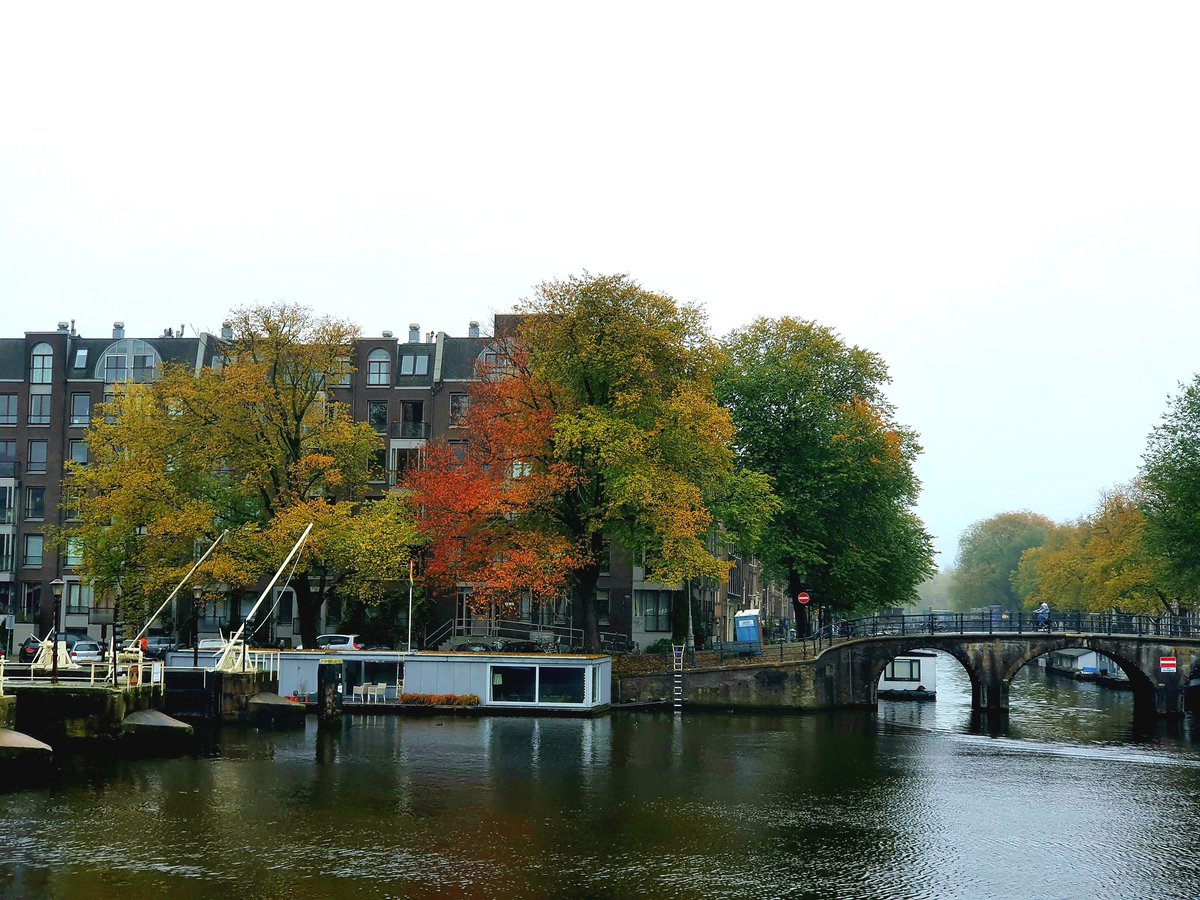 Deze oude iep tegenover Carré aan de Amstel toont hele mode herfstkleuren. De rode tinten zijn zeldzaam bij deze iepensoort
