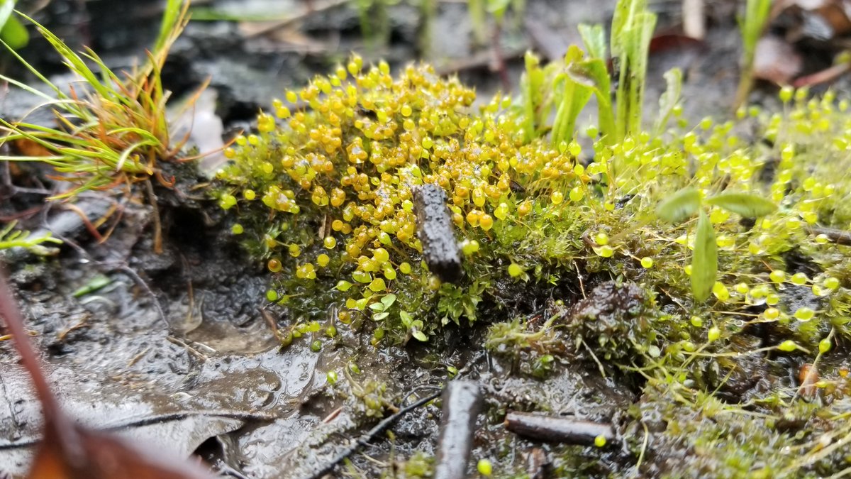 northeastinps's tweet photo. For today's #MossMonday, we're focusing our attention on, you guessed it, Bell Bowl Prairie. While there don't appear to be any records of moss flora here, there are well over 100 species possible in an ecosystem like Bell Bowl's. Help us save it!
https://t.co/aseg9vE1RC https://t.co/4CGmCdDPd1
