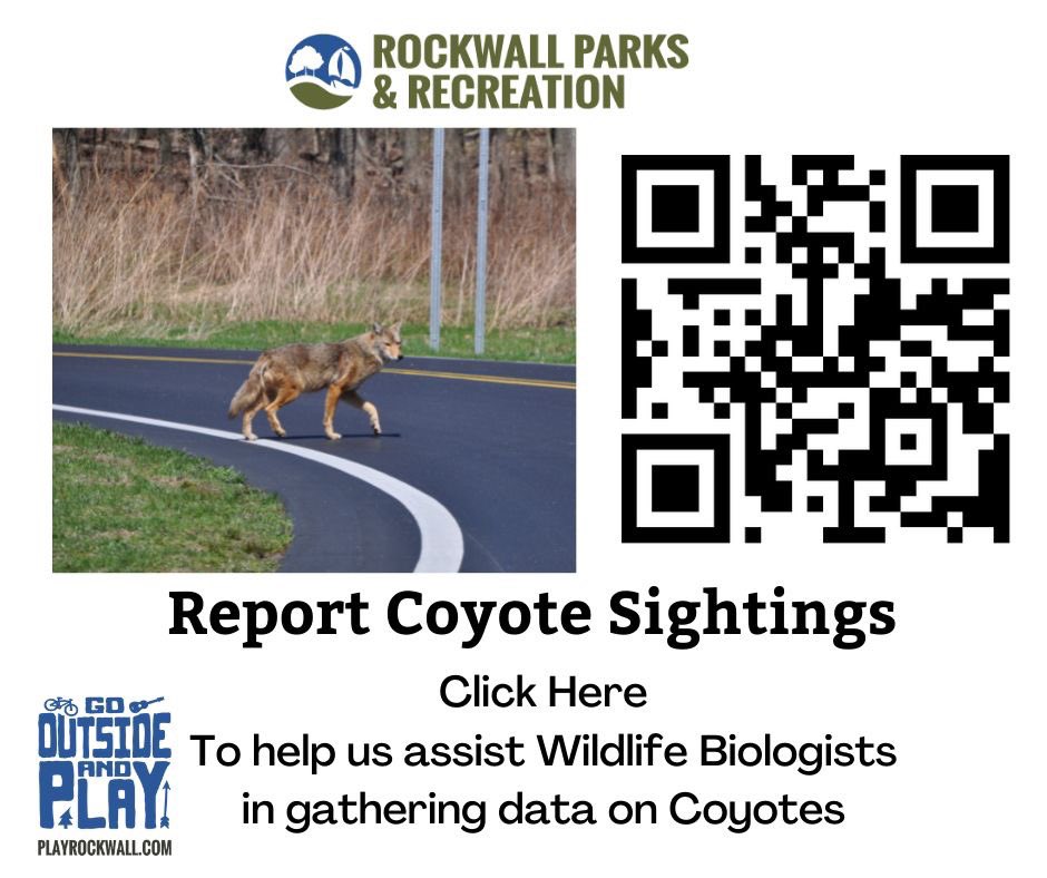 The City of Rockwall is working closely with Damage Management Biologists to look at Coyote patterns in Rockwall.  To report go to playrockwall.com and click the hyper link on the main page to Report a Coyote Sighting.  This information will be used proactively.