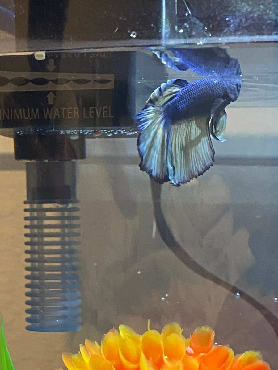 Maya_Victoria_J's tweet photo. In Loving Memory of Swim Shady 

October 17th, 2021 - October 19th, 2021

May he swim freely in fish heaven. https://t.co/6PnHh39WZR