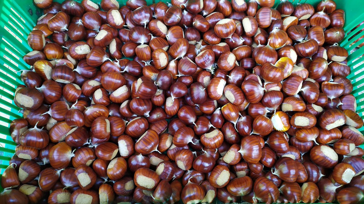 #Marrone puro (#Marronbuono dell'Amiata) 🌰 #amiata
Purtroppo una minima quantità per consumo familiare .. ce ne fosse così quest'anno!!!