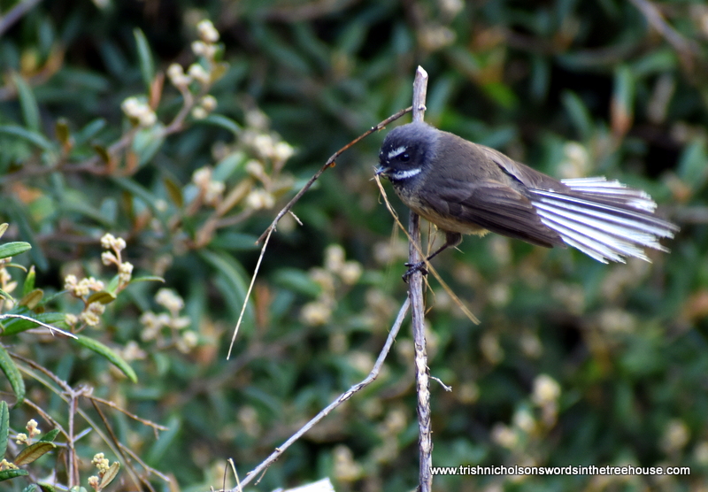 TrishaNicholson's tweet photo. Nest building time, Pīwakawaka foraging among the bushes.
"Swallows, sparrows, thrushes, white-eyes, fantails and tiny grey warblers swoop passed me trailing ambitious cargoes in their beaks." (Spring in #TheFiveAcreForest)
#birds #NaturePhotography #NZNativeBirds https://t.co/8FeZNPLigc