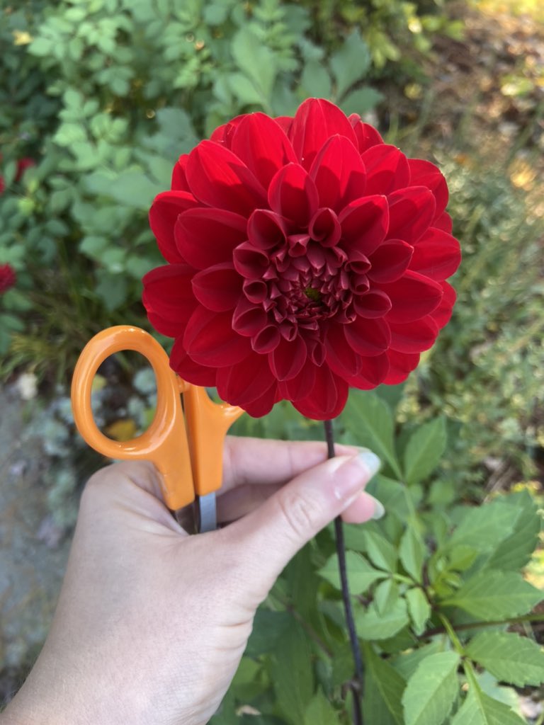 I love harvesting flowers for offerings well into October. These red dahlias are brilliant. #Pagan #GardenMagic