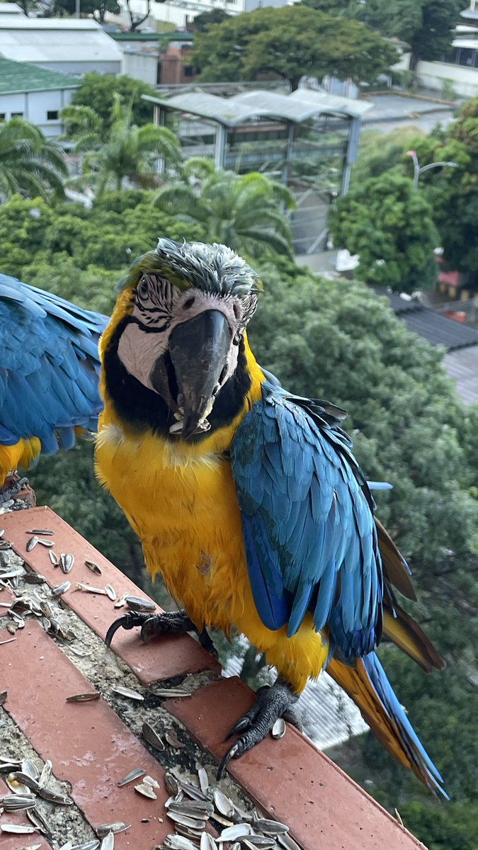 imacastro's tweet photo. Mi visita de hoy en caracas… quien más las ama??? 😍😍🦜🦜… #picoftheday #sinfiltro #guacamayas #caracas https://t.co/Jir8JOVvfr