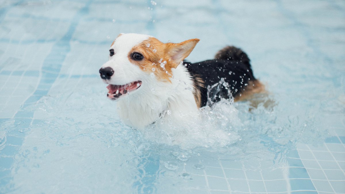 Let your canine companion make a splash this weekend at the 15th annual Puppies in the Pool at the Trousdell Aquatics Center (activity pool only). Spaces are available both Saturday and Sunday, Oct. 23 and 24. Get full details at bit.ly/3BWrNs4