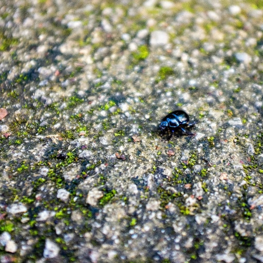 GertCls's tweet photo. Hello, little one. Who are you? 
.
.
#insects #autumn #bug #fuji #x100 #23mm#nofilter https://t.co/gAOADjVvu8 https://t.co/d5vCM3Kyuz