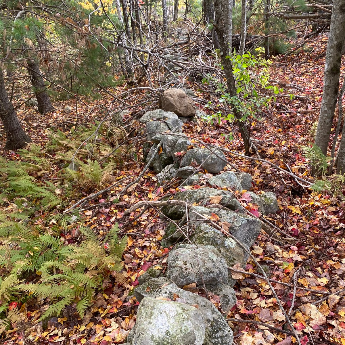 Lanterna tweet media