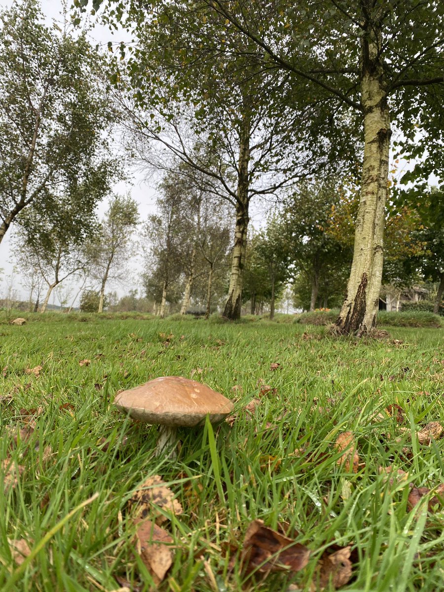 Mushrooms galore! They look nice but not sure if one can consume for dinner? Answers on a postcard!!