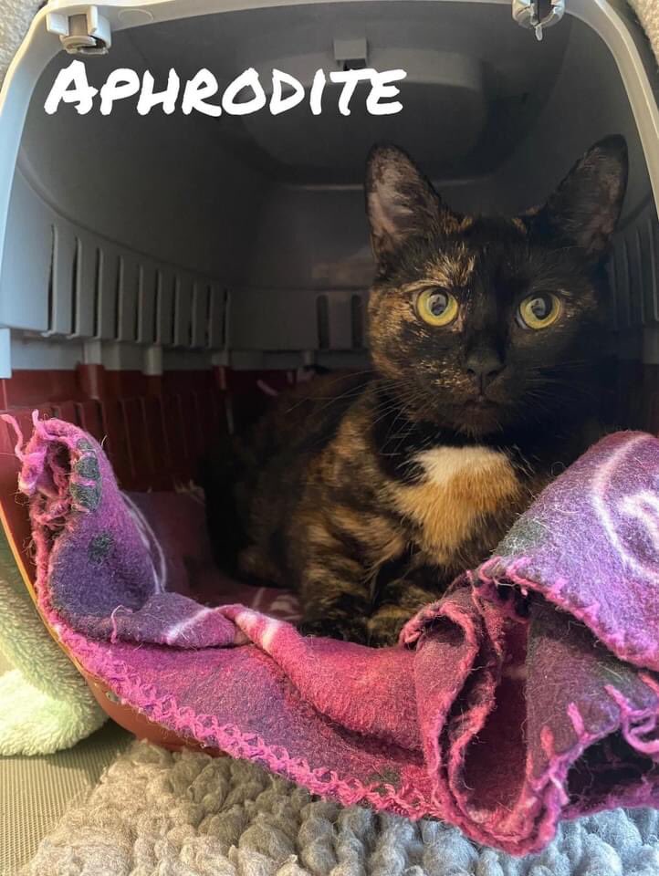 cotsdogscats's tweet photo. We have some beautiful cats patiently waiting for a loving home! 😻😻😻😻
These cats just keep being overlooked but they have so much love to give and we cant understand why they haven't been snapped up.

https://t.co/rtLa1eZbQs #cats #CatsOnTwitter @AdoptionsUk https://t.co/6s3iWwDtuX