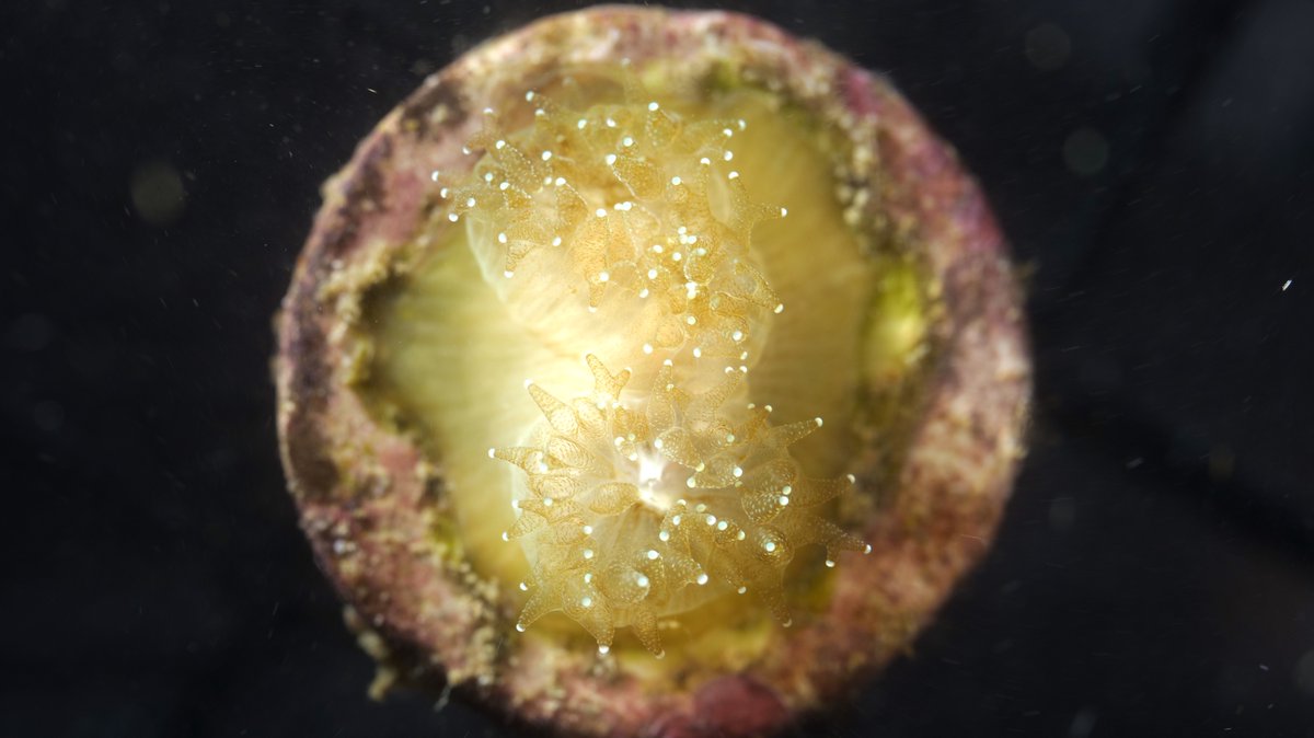 CoralSci's tweet photo. Baby pineapple coral! This understudied species had never been raised by humans until Team CARMABI gave it a shot. #GiveUsAChallenge #DSTO #CarmabiCoral💛 https://t.co/Zi6OcWXsXr