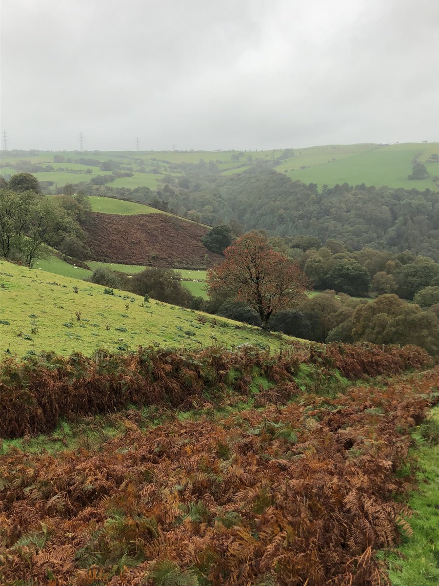 grj243's tweet photo. Not a bad one to finish on! #highbirds #pheasants #NorthWales https://t.co/cUeYDF0CLQ