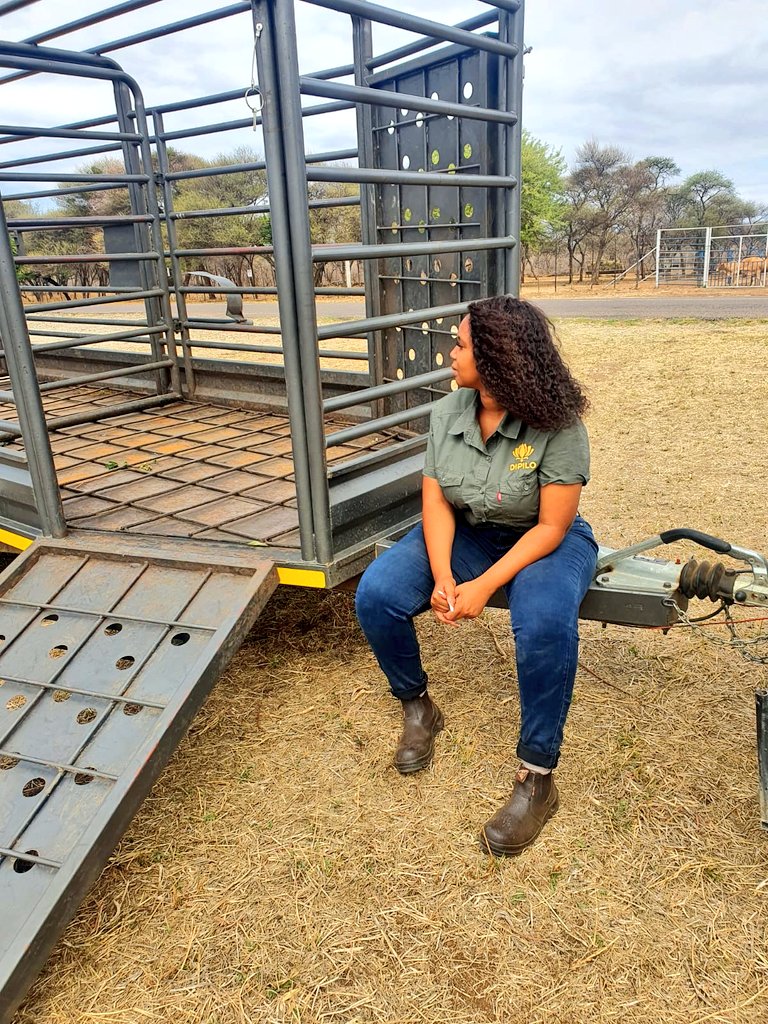 plaasmeisieMBL's tweet photo. Welcome home baby boy 😍❤️ I haven't so proud of myself 👏 #farmgirl #Brahman #YoungAndFarming #YoungAndHappy #FarmingTwitter #dipilogroupza #Simbra https://t.co/E20t5wFTIi