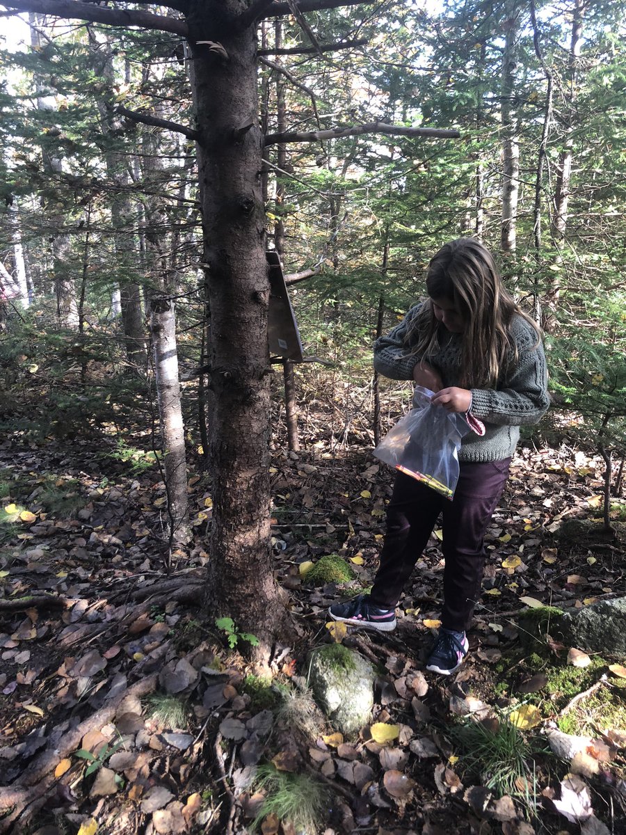 CHuczel's tweet photo. Today we started our species ID project with the help of the wonderful ressources from @NS_MNH. Next step is pressing our specimens with the help of our presses from @brilliant_labs! Stay tuned for more updates! @bltsenior #projectbasedlearning #edgrant #outdoored https://t.co/g6NFiZf7Z4