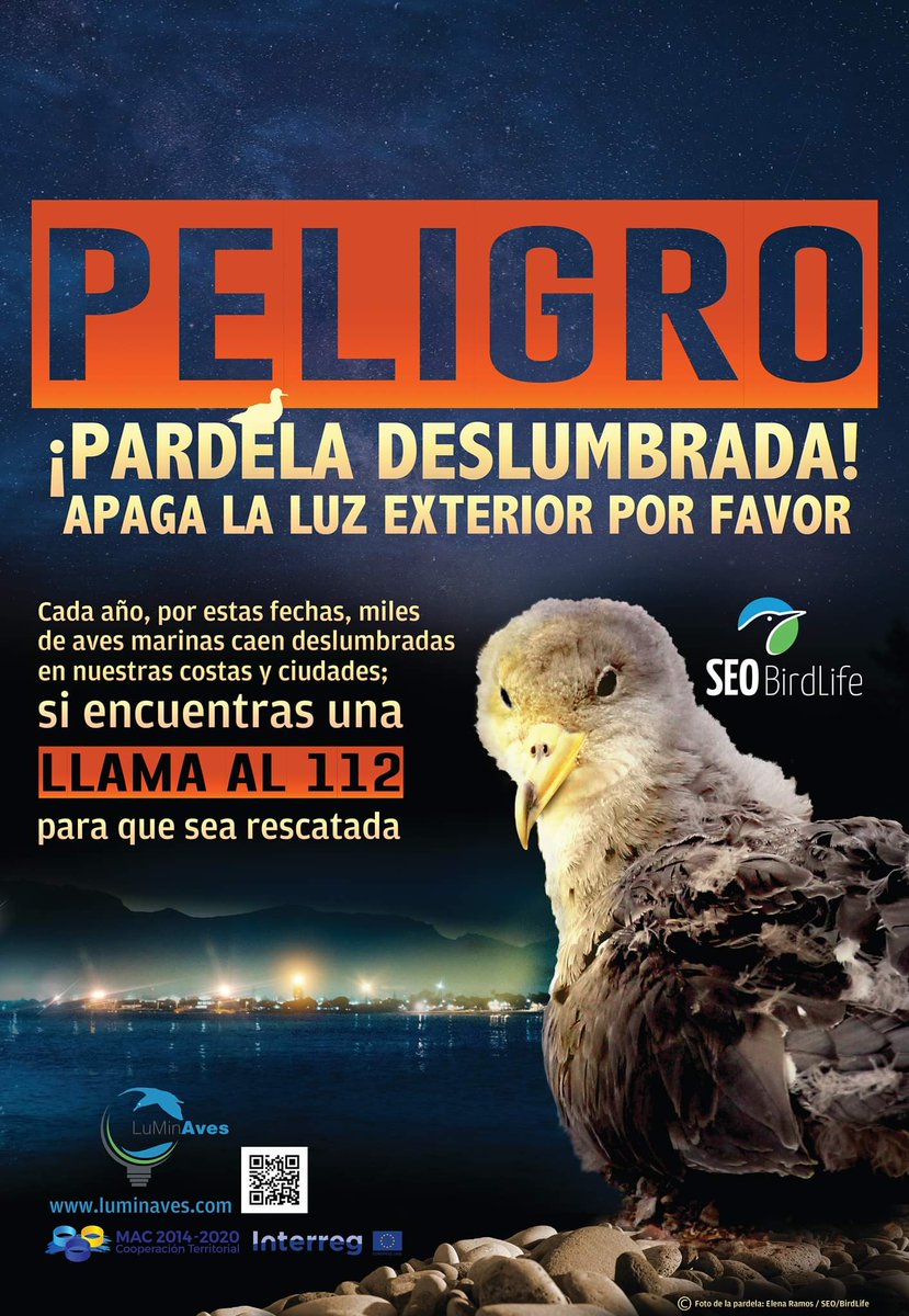 adrifloresrvl's tweet photo. Los pollos de pardela a empiezan a hacer sus primeros vuelos, pero no siempre acaban bien. Aprovecho el cartel del año pasado de @SEO_BirdLife para pedirles que lo difundan todo lo que puedan.

PD: aviso de que voy a ser muy pesado hasta que acabe la campaña de pardelas. https://t.co/LxpRDMlTX9