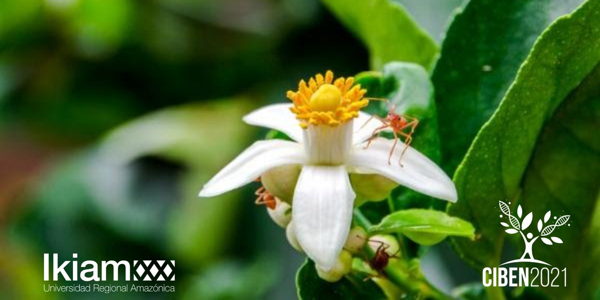 Cruzcaya27's tweet photo. #Ciben2021 | Te has preguntado ¿Por qué disminuye la canasta de bienes y servicios? Se debe a la pérdida de la diversidad biológica que reduce la productividad de los ecosistemas. En #ikiam buscamos propuestas y estrategias que mitiguen el impacto.

#Ikiam7AñosDeInvestigación https://t.co/wlo6k4GAwM