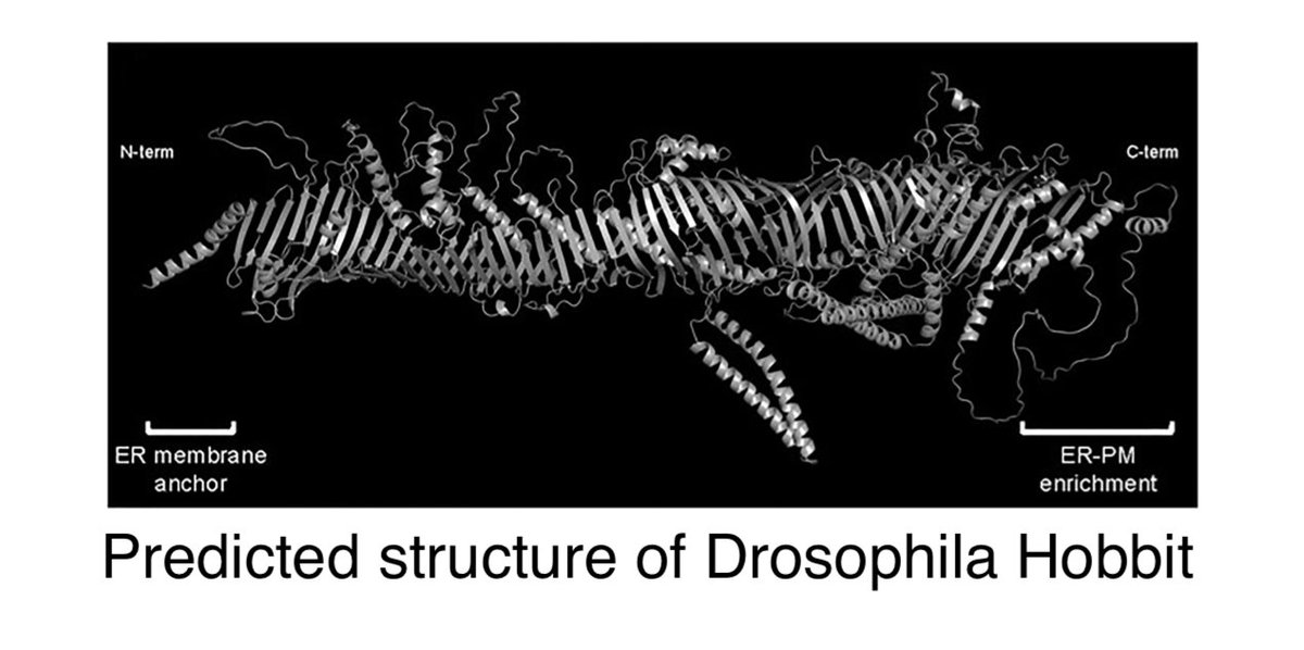 contactctc (@contactctc) on Twitter photo We have a new article by <a href="/hobbitflygirl/">Sarah Neuman</a> & others in <a href="/bashflylab/">Arash Bashirullah</a> (Madison) on Hobbit, models of which* are like VPS13A or ATG2
journals.sagepub.com/doi/full/10.11…
Hobbit is required for fly viability, and targets ER-PM contacts, suggesting it mediates essential lipid traffic here.
*AlphaFold We have a new article by <a href="/hobbitflygirl/">Sarah Neuman</a> & others in <a href="/bashflylab/">Arash Bashirullah</a> (Madison) on Hobbit, models of which* are like VPS13A or ATG2
journals.sagepub.com/doi/full/10.11…
Hobbit is required for fly viability, and targets ER-PM contacts, suggesting it mediates essential lipid traffic here.
*AlphaFold