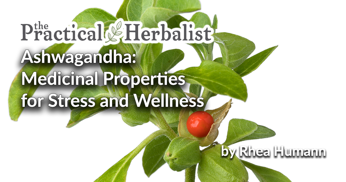 PrctklHerbalist's tweet image. We’re talking Ashwagandha this week in the Herbal Nerd Society. @pdxpestle Rhea Humann is kicking us off with a terrific article on using this powerful root to help us regain balance.
.
Join the Herbal Nerd Society to learn more about Ashwagandha today.