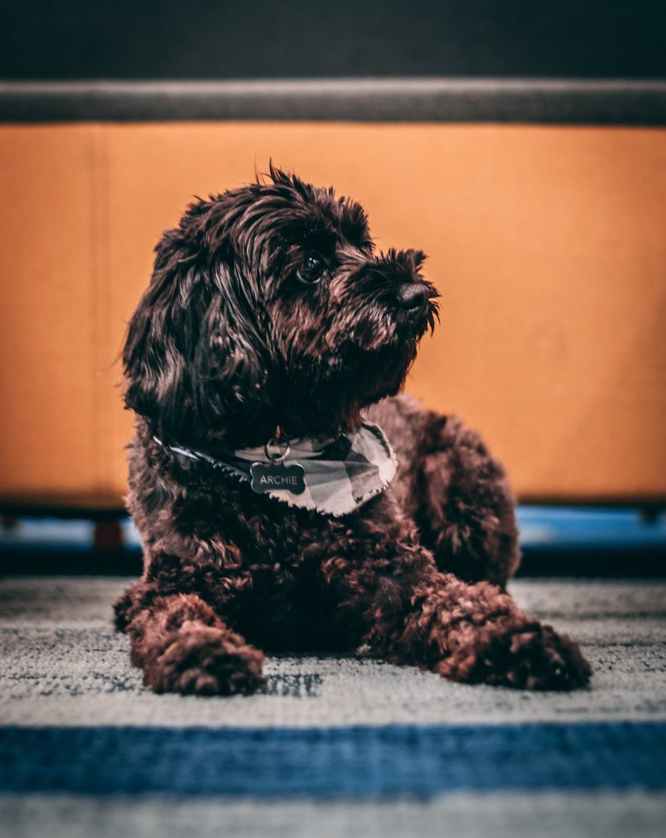 My #TakeoverTuesday would be incomplete if I failed to mention my pup, Archie. 

He sometimes comes to work with me. Unofficially he is the Chief Barketing Officer. Sometimes he takes the job too seriously 🐶🐕‍🦺

<a href="/grace_gagnon/">Gracie G 🌞🌙</a>
