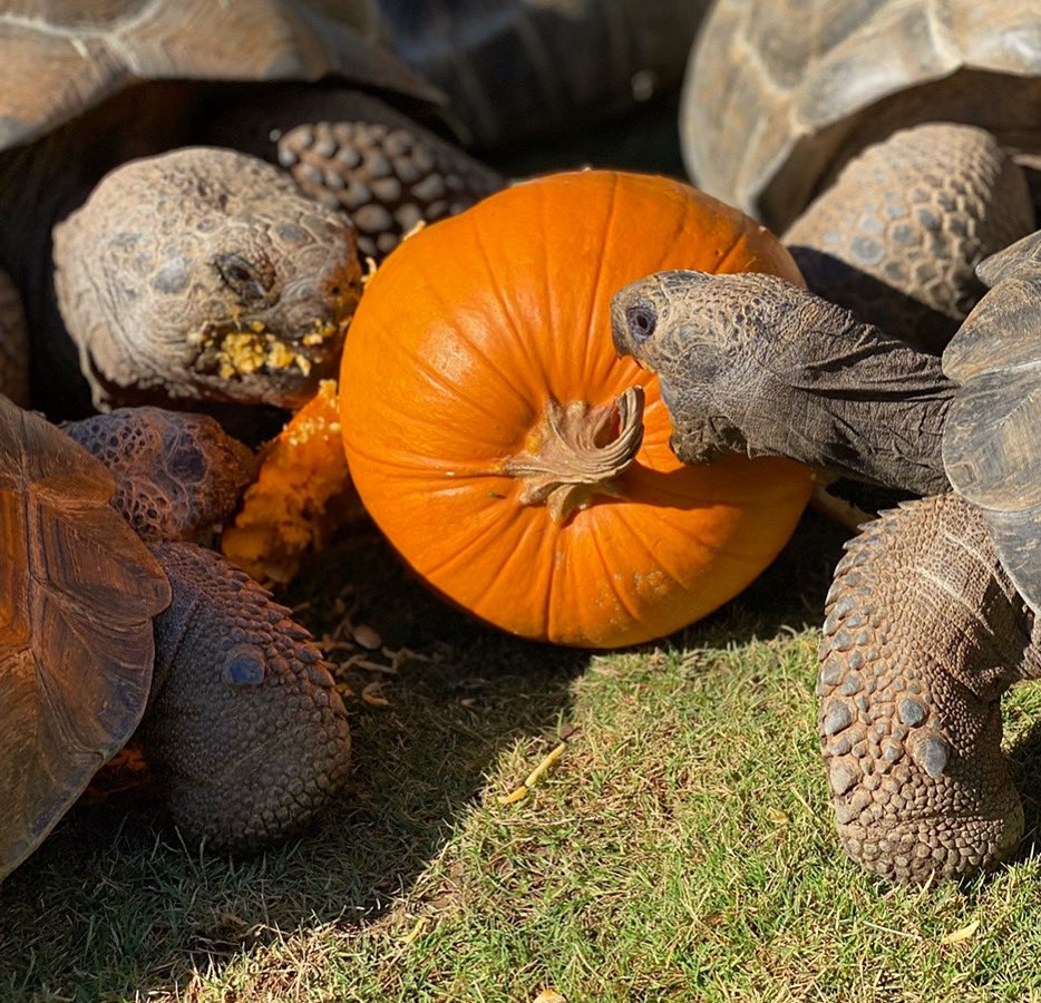 Going in for the kill! Here at the #turtleconservancy conservation center, we celebrate all month long! Tag someone who loves fall food! #fall #autumn 
 🍂🎃🍁🥧☕️🐢