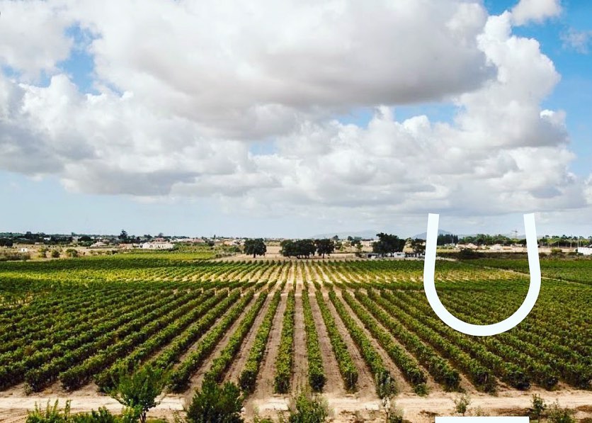 wine_alle's tweet photo. Located on the Setúbal Peninsula, @filipepalhoca began in 1950. A story of dedication and love for the vineyard, inherited from parents to children. 

#winetour #winetourism #winetours #winetourist #winetouring #winelover #winescape #partnership https://t.co/yhJr6WpkVg