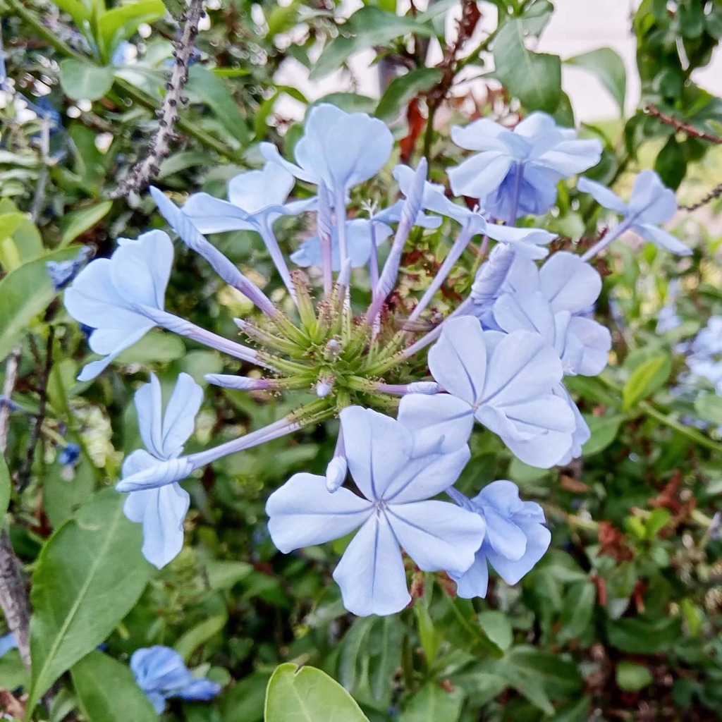 pasionmovil's tweet photo. Foto #sinfiltro de unas #floresazules realizada con #tcl20e de @tclmobileglobal ( @tclmex ) hace algunos meses

#shotontcl #tclmobile #tclmexico #tcl #tclmx #tclmobilemx #tclmobileglobal #flowers #flowersofinstagram #flowerstagram #pasionmovil #poderpda … https://t.co/sbihojGB8c https://t.co/X2gMBemqwG