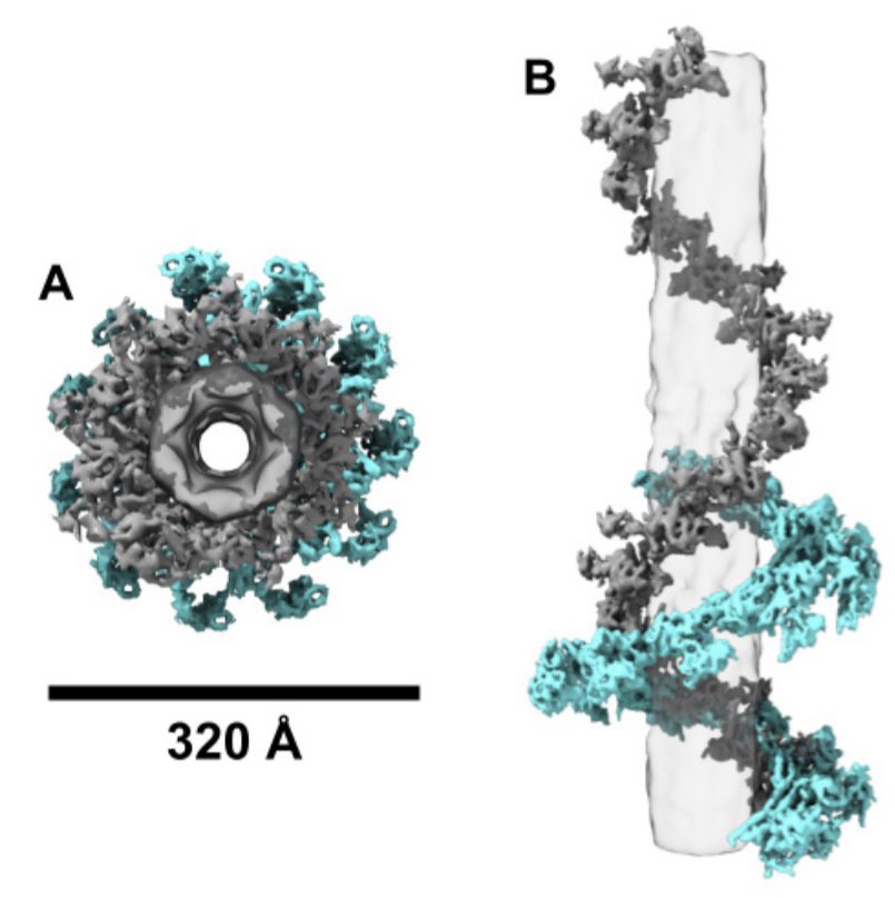Work by our recent PhD graduate Dr. Brenda González (<a href="/brenda_agenda/">Brenda's Agenda</a>) on the structural studies of the Phage G tail is out! This paper describes the contracted and non-contracted states of the Phage G tail sheath. mdpi.com/1999-4915/13/1…