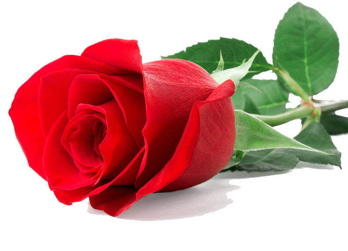 Princess_4s's tweet photo. @AboooDH500 Good Evening Dear ... https://t.co/Ua6DR9d8uo