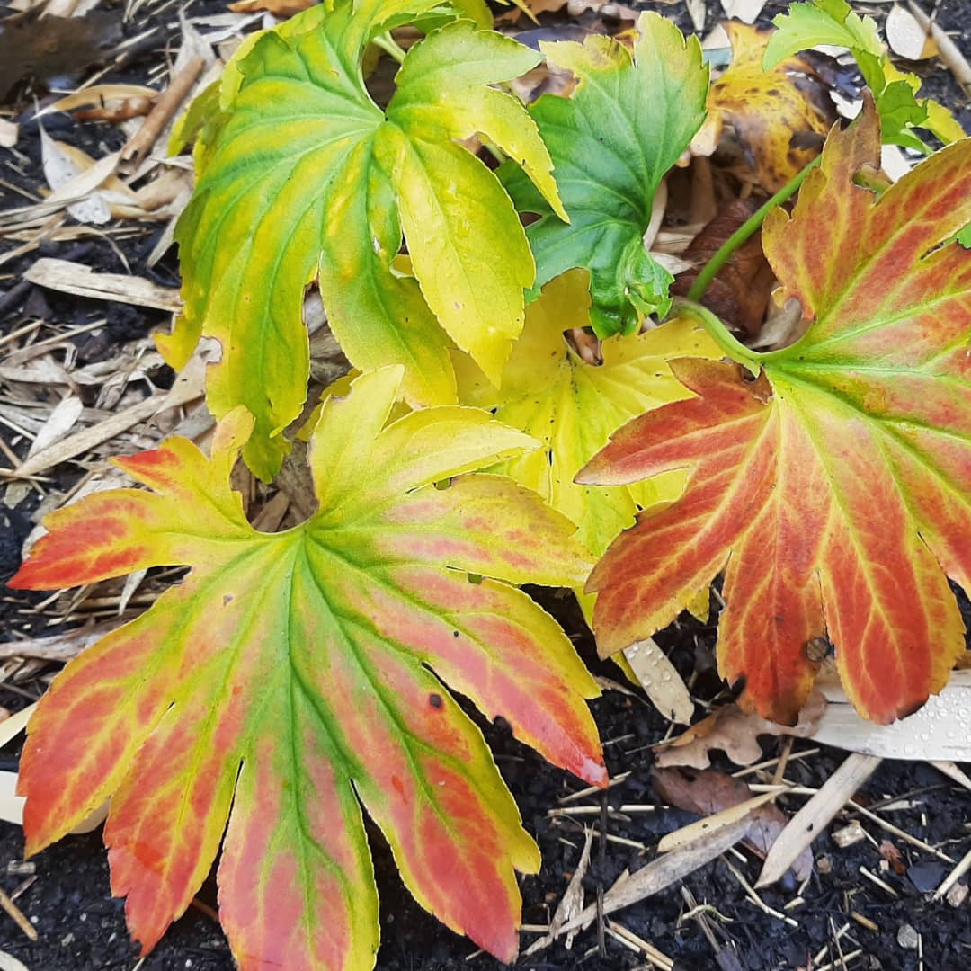 Donny | Bureau RIS tweet media