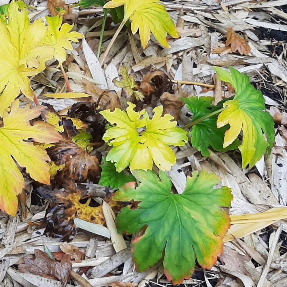 Donny | Bureau RIS (@bureau_ris) on Twitter photo Zelden zulke fraaie #herfstkleuren gezien bij een vaste plant; Mukdenia op het perfecte moment! #Mukdeniarosii <a href="/UUBotu/">Botanische Tuinen UU</a> Zelden zulke fraaie #herfstkleuren gezien bij een vaste plant; Mukdenia op het perfecte moment! #Mukdeniarosii <a href="/UUBotu/">Botanische Tuinen UU</a>