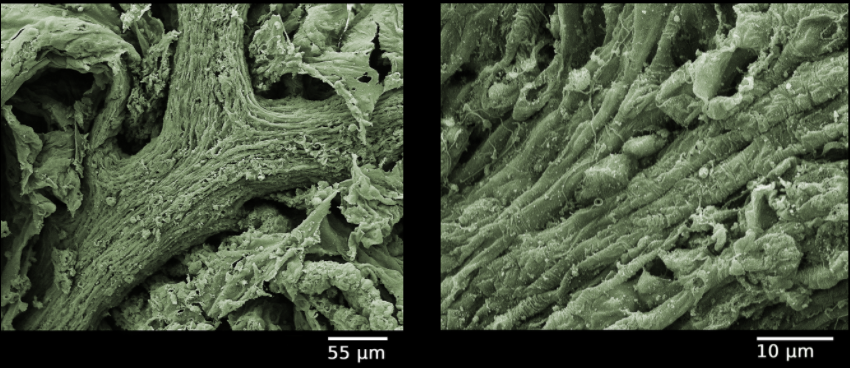 Fishguy_FHL's tweet photo. We introduced #BioVizFHL to the scanning electron microscope last week. A few highlights from the critique on Monday. https://t.co/jyOHpLZjsY