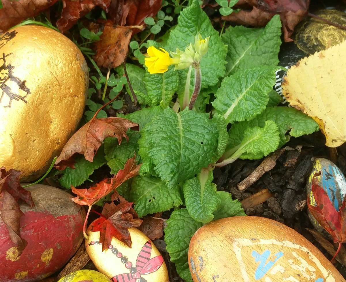 mummalarky's tweet photo. It may be autumnal out there, but this little primrose thinks it's spring #BensTree https://t.co/dBTIK4g8Bm