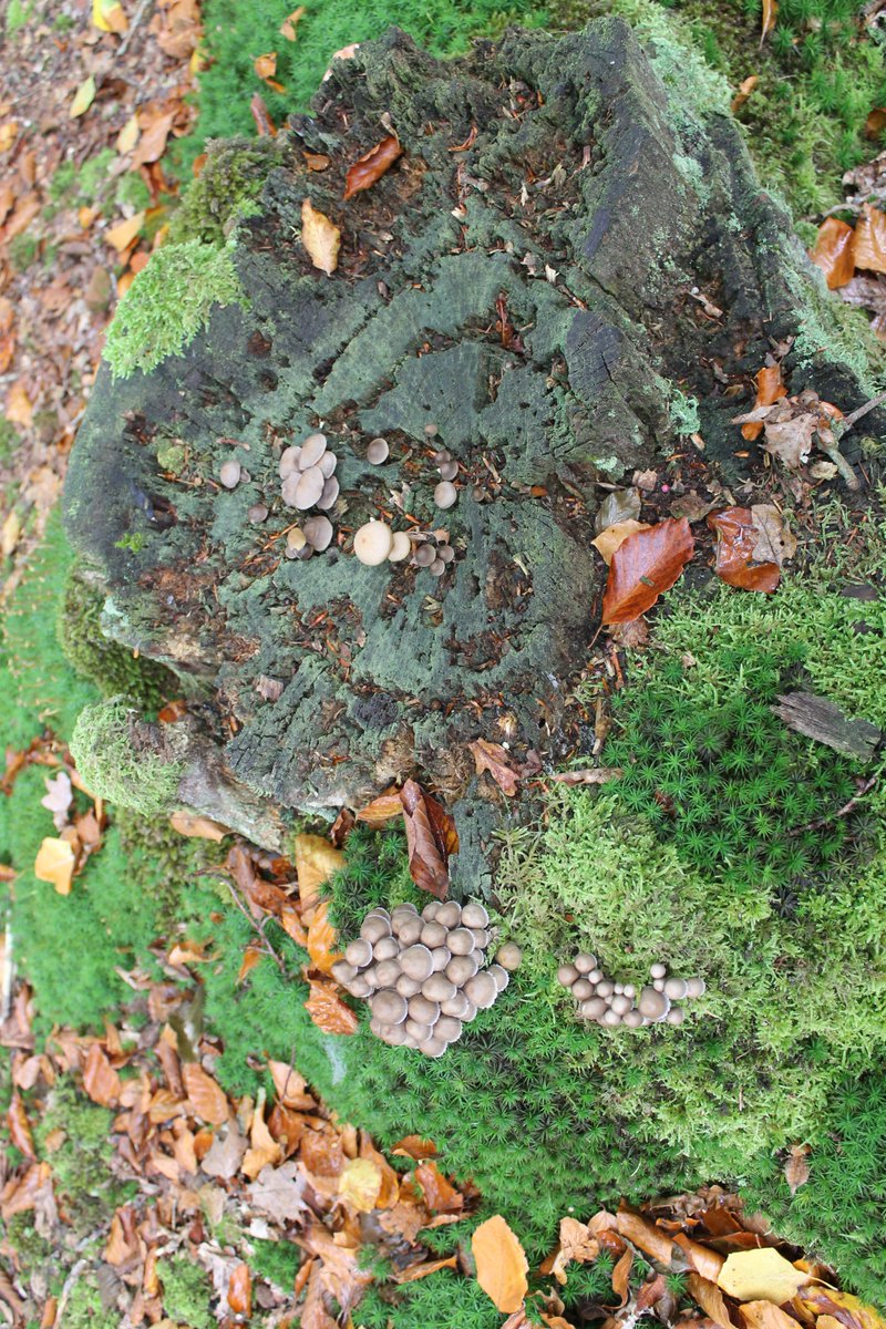 JiscaDijk's tweet photo. #doodhoutleeft #Lycoperdon #stobbe #stump #Twente
Deze #Parelstuifzwammen zochten het hogerop -
op een stobbe; gewilde plaats voor deze kleintjes https://t.co/jV1hVf0VF4