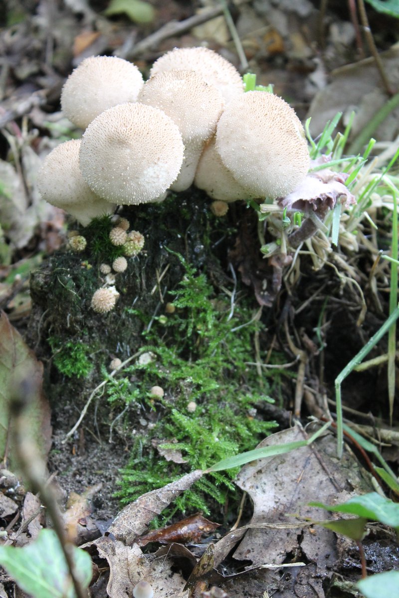 JiscaDijk's tweet photo. #doodhoutleeft #Lycoperdon #stobbe #stump #Twente
Deze #Parelstuifzwammen zochten het hogerop -
op een stobbe; gewilde plaats voor deze kleintjes https://t.co/jV1hVf0VF4